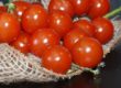 Tomates Transgenicos Toni Quesada