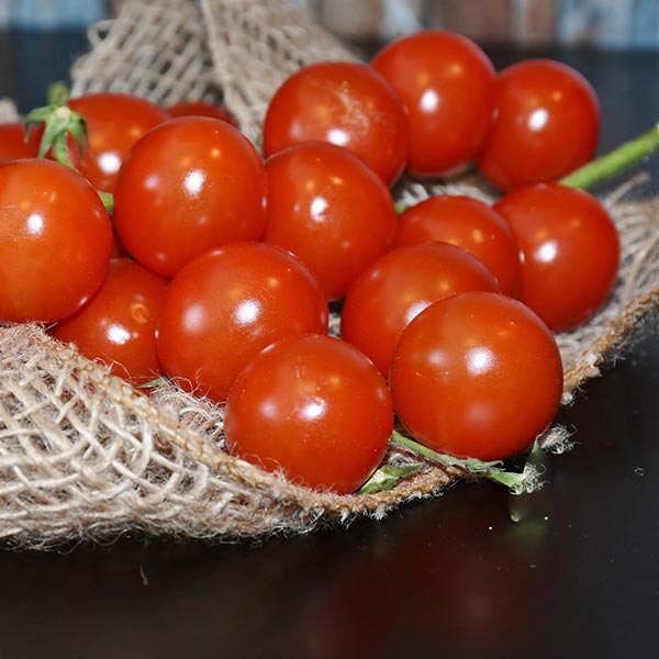 Tomates Transgenicos Toni Quesada Tomates Transgenicos Toni Quesada